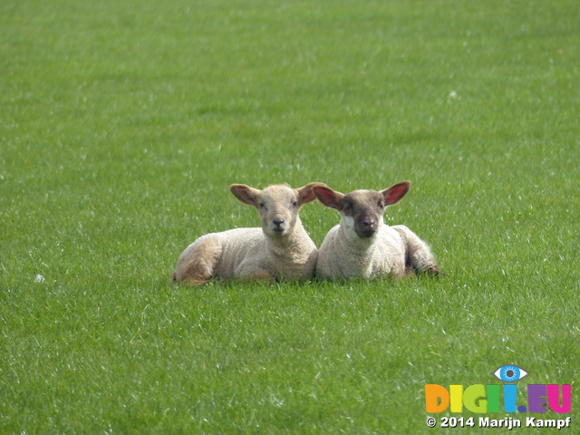 FZ004670 Two little lambs